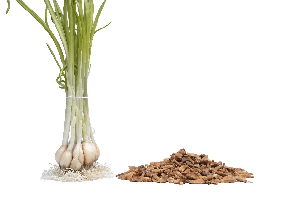 DRIED GARLIC